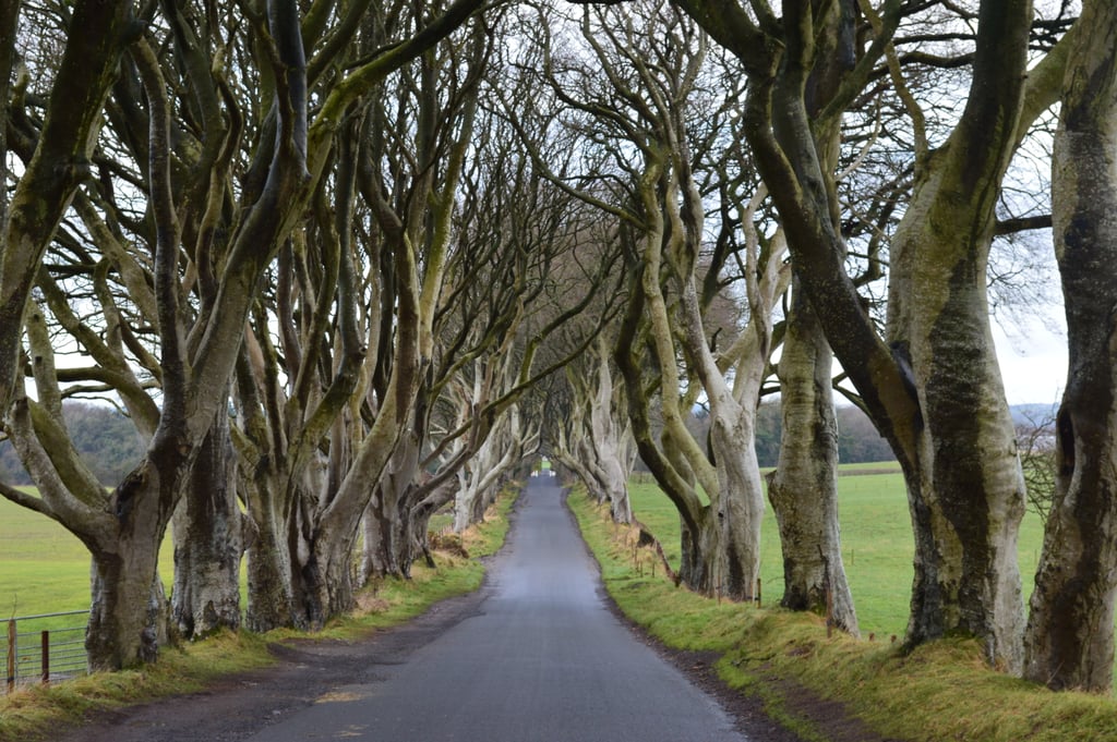 Dark Hedges, County Antrim