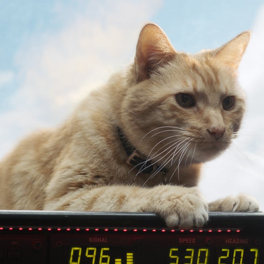 Memes And Reactions About Goose The Cat In Captain Marvel Popsugar Entertainment