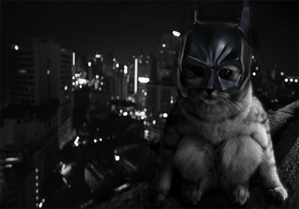 Batcat