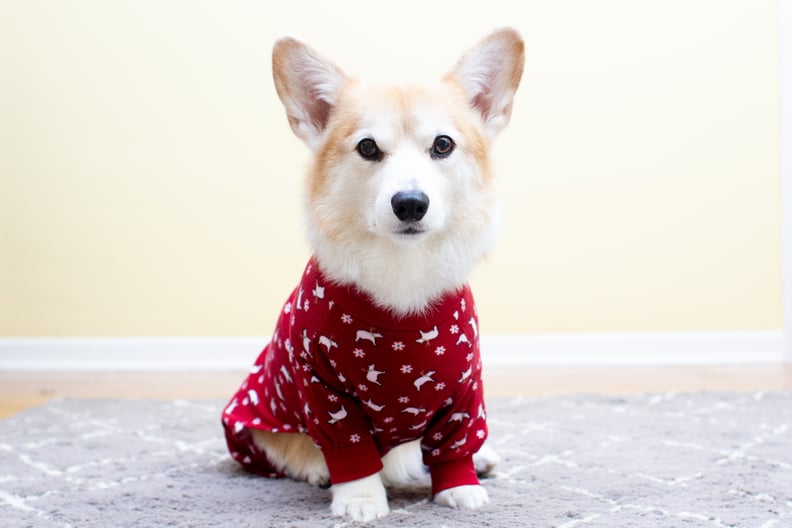 You Get to Dress Your Pets in Cute Little Sweaters and Jackets