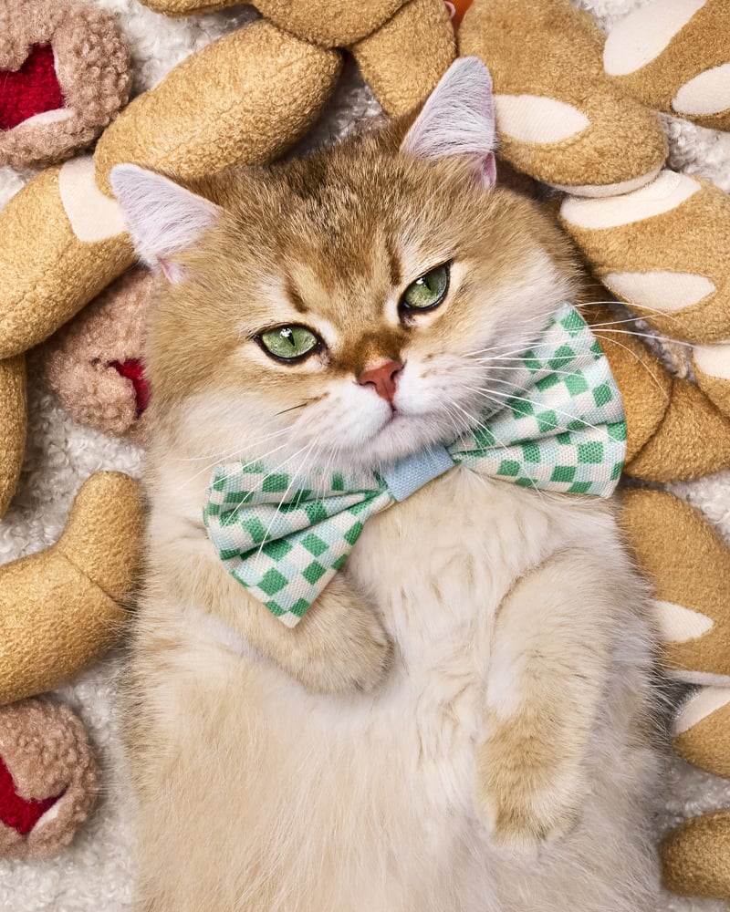 Target Unveils The Cuddle Collab Pet Collection, Coming Soon