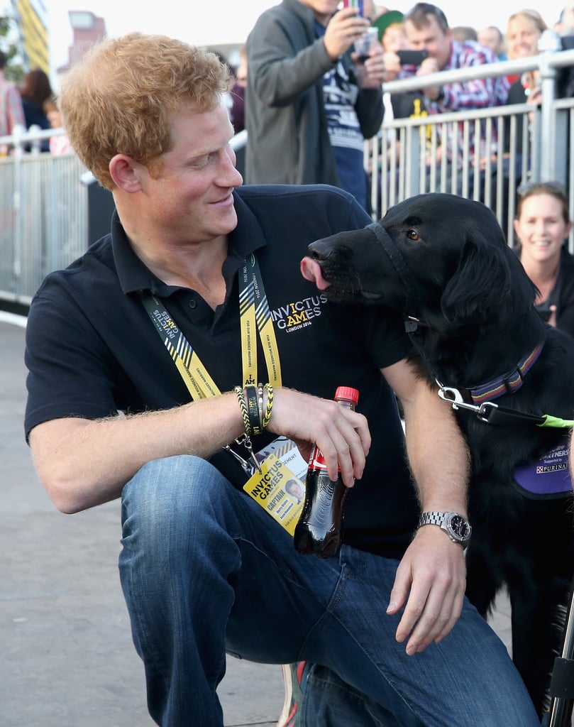 Prince Harry With Animals Pictures