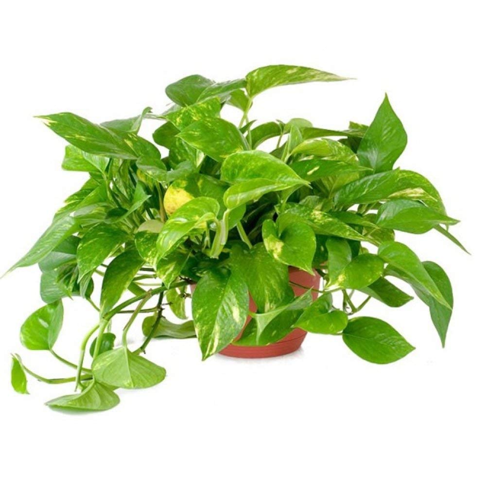 Pothos Plant