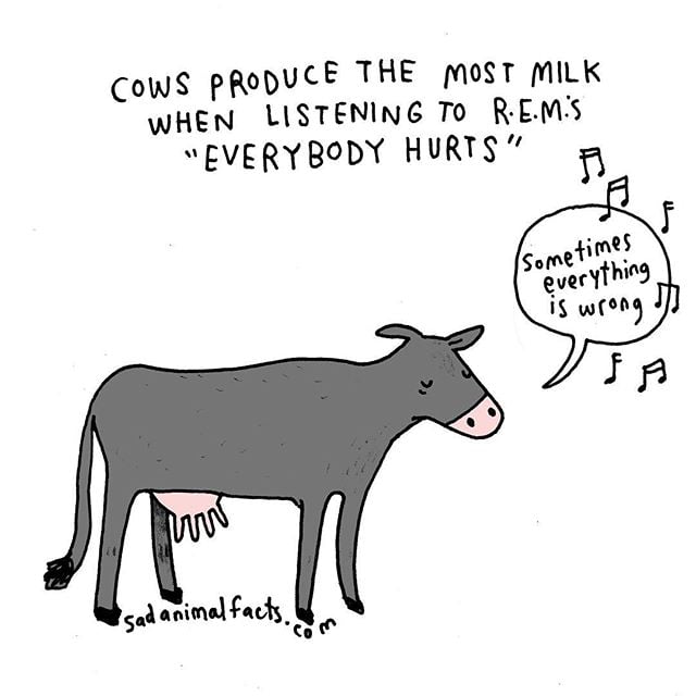 Cows should get their own iPods.