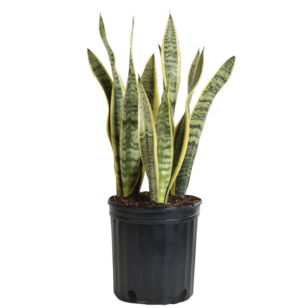 Sansevieria Laurentii