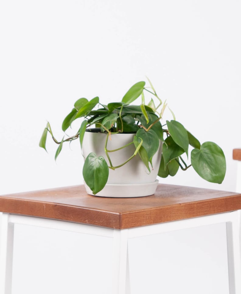 Potted Philodendron Heartleaf Indoor Houseplant