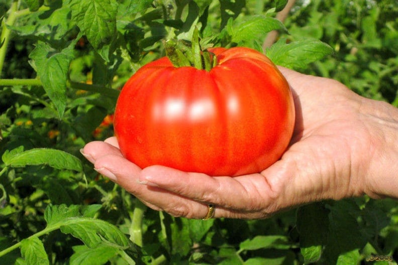 Beefsteak Tomato Plants