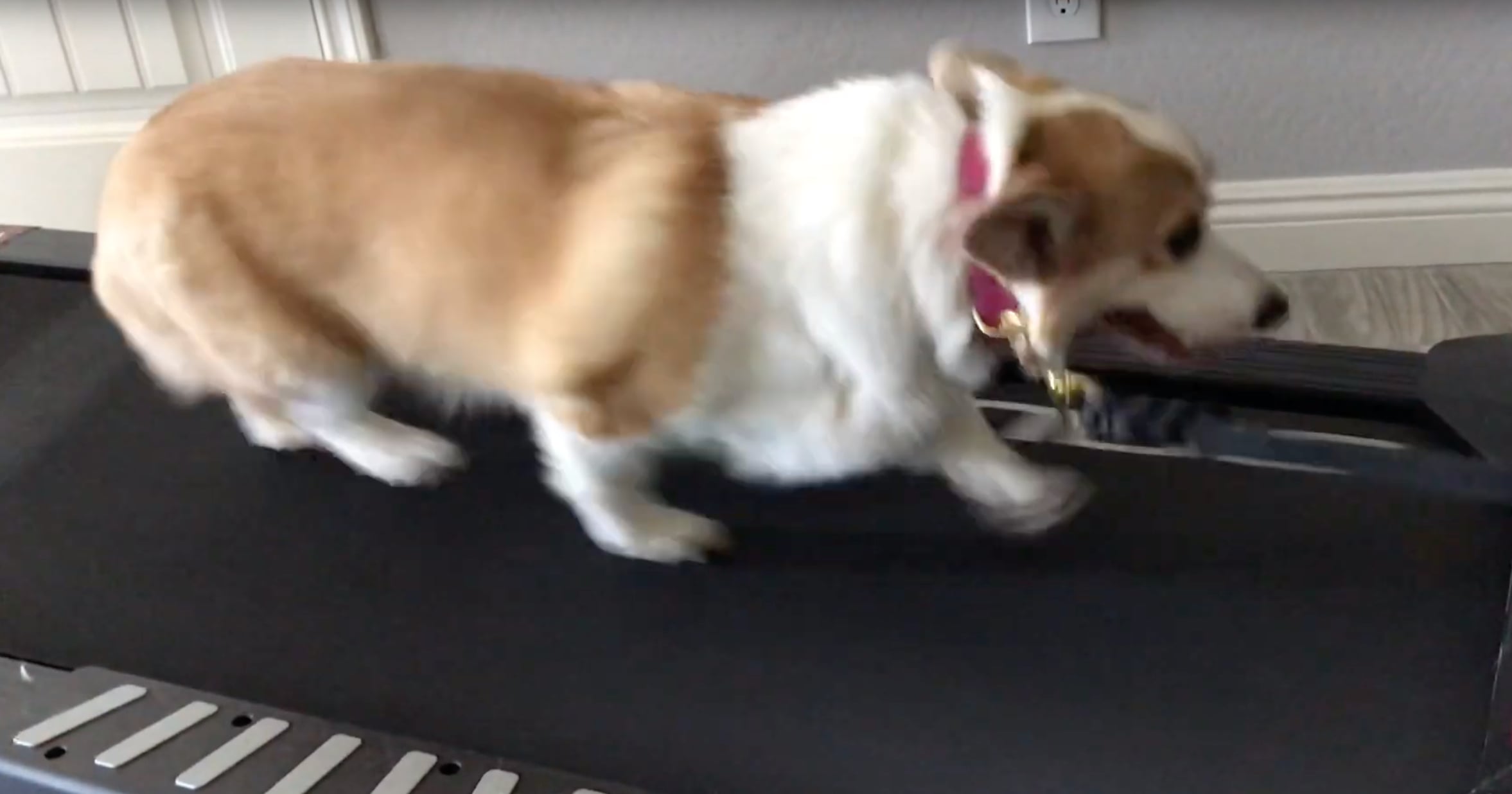 Lazy corgi on treadmill hot sale