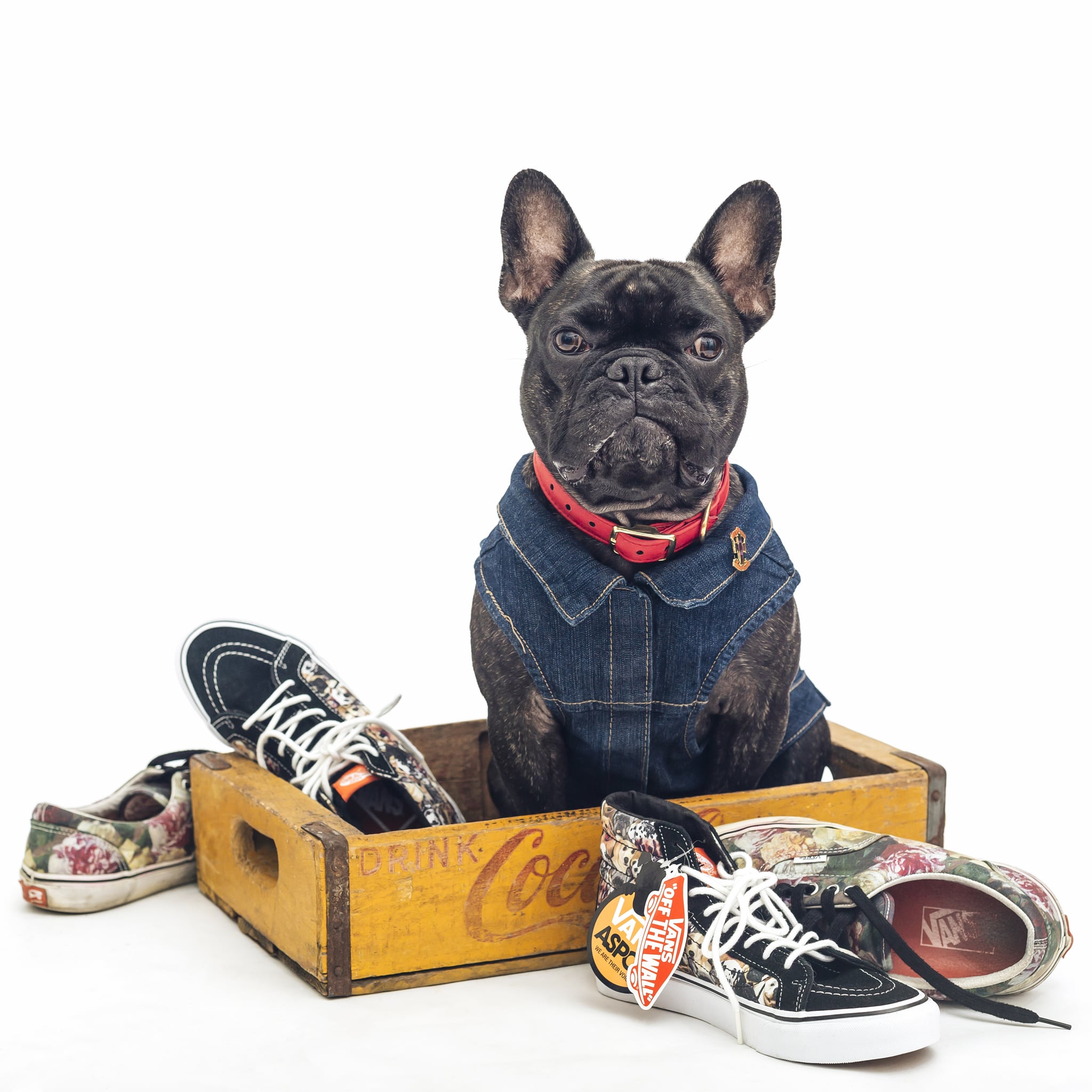 vans with dogs