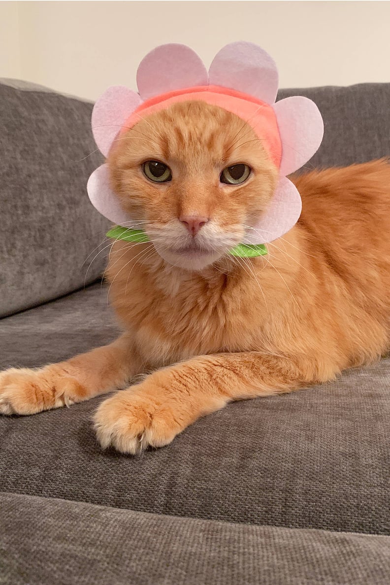 Flower Cat Cap