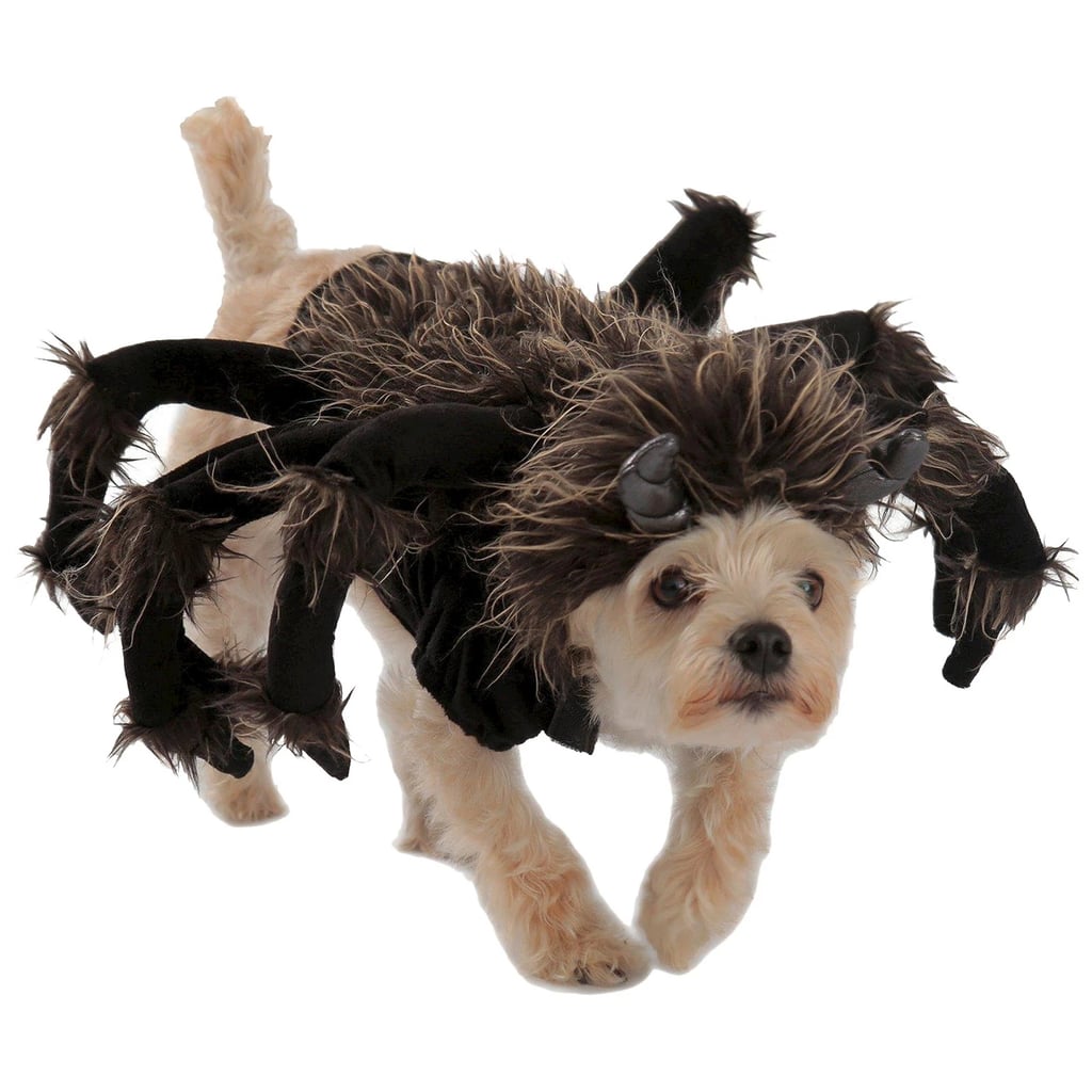 Tarantula Dog Costume