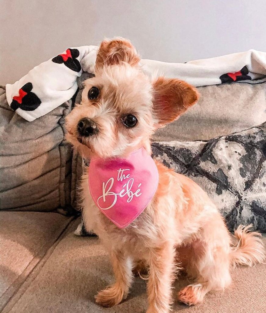 Schitt's Creek The Bébé Dog Bandana