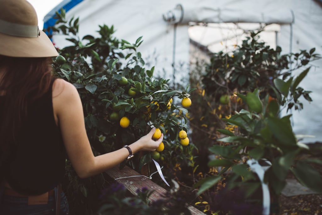 Grow Your Own Vegetables