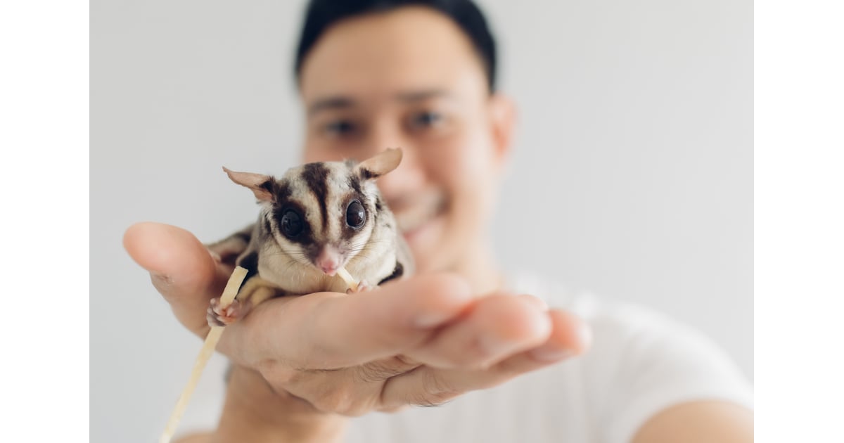 Sugar Gliders The 8 Best Small Pets for Cuddling POPSUGAR UK Pets