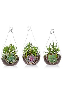 Succulent Terrarium Trio Kit