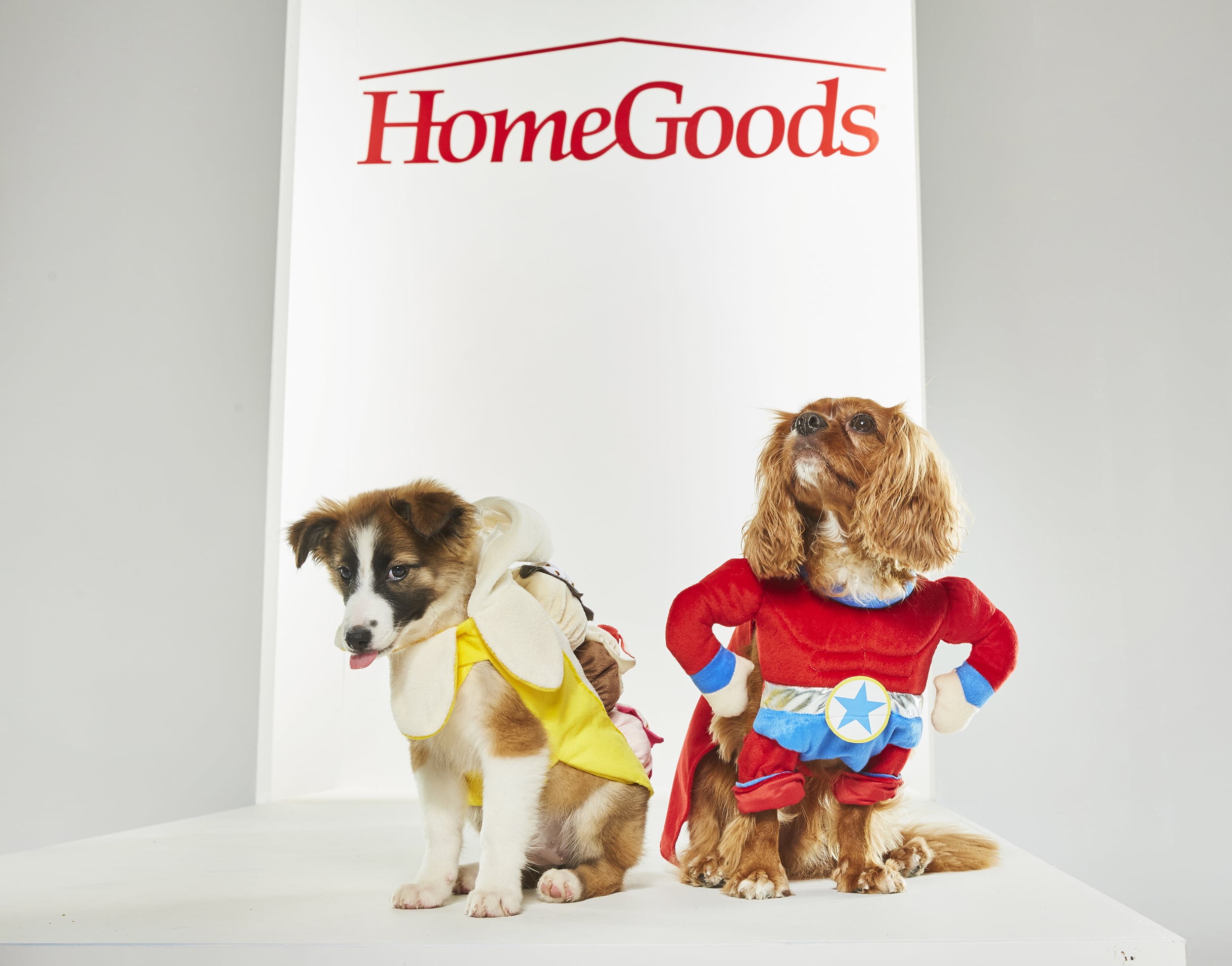 Homegoods dog outlet