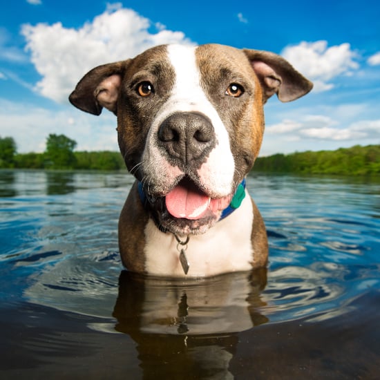 Pet Trackers
