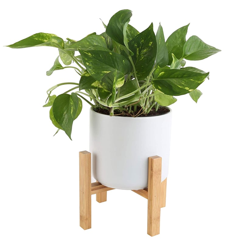 The Complete Package: Live Pothos Plant With White Planter