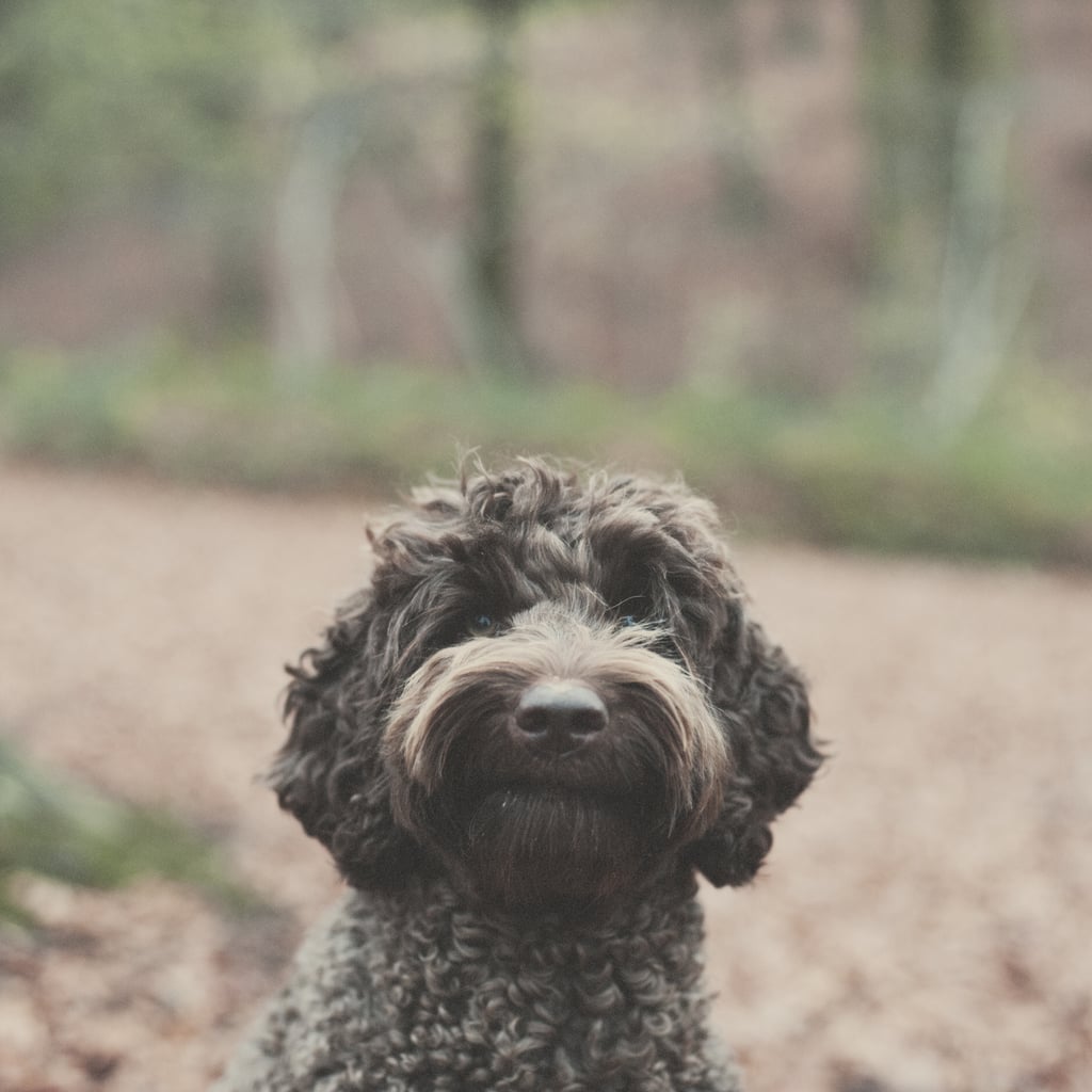 Cute Pictures of Labradoodles