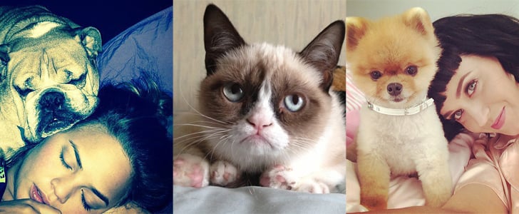 February 2014 Celebrities and Pets