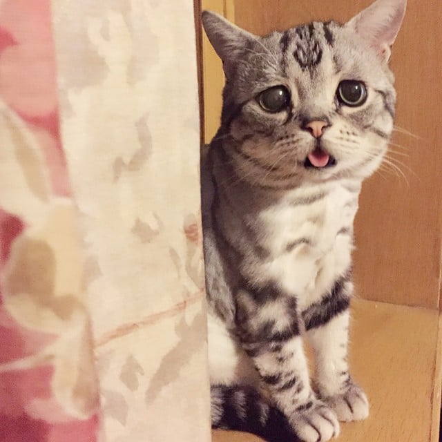 Saddest Cat on the Internet | Pictures