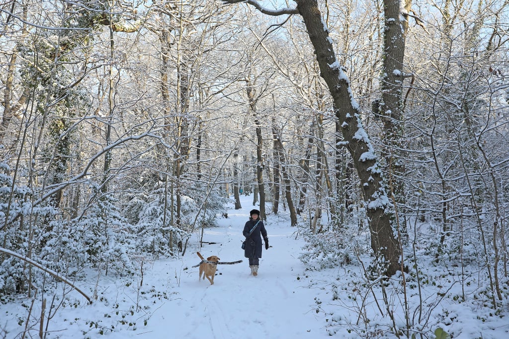 Sydenham Woods, London