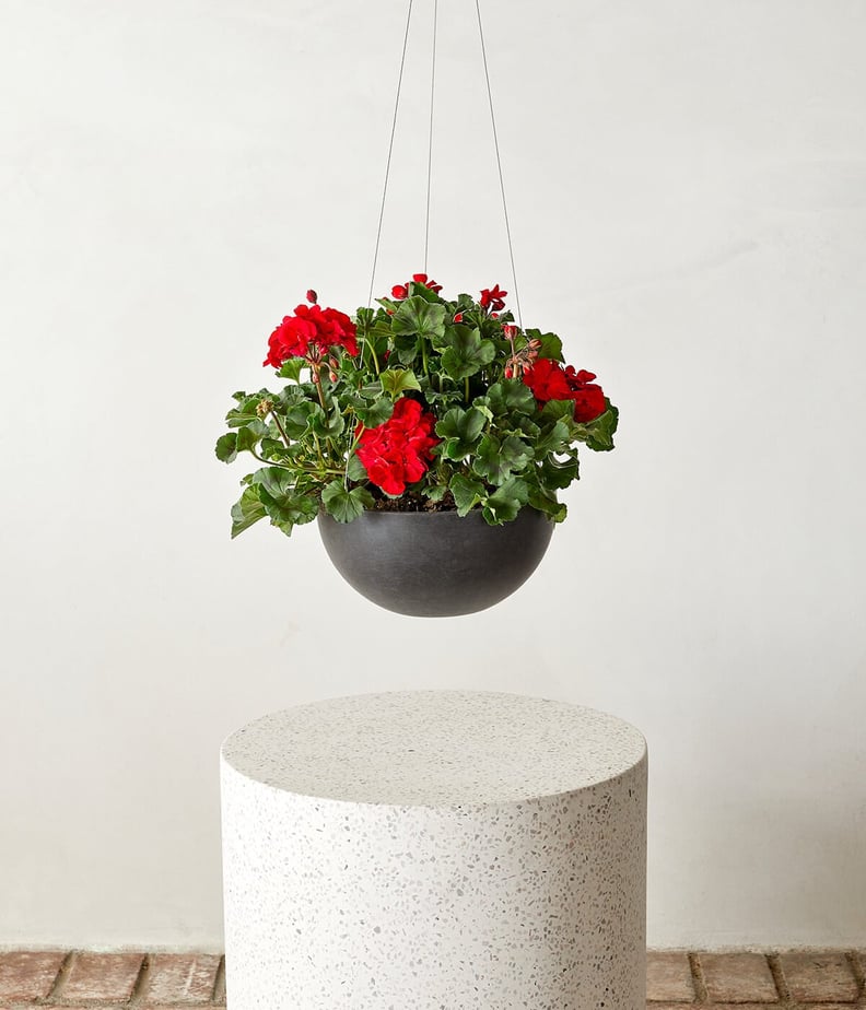 Red Geraniums Accent Kit