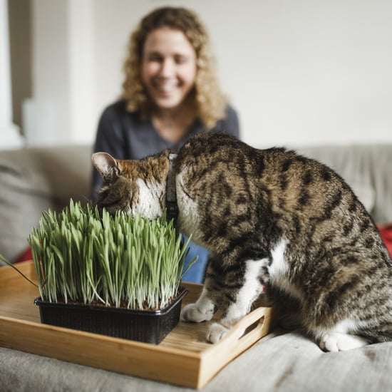 Houseplants That Are Safe For Cats to Eat