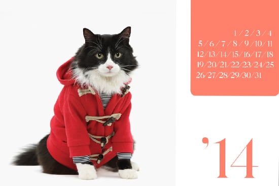 United Bamboo Cat Calendar 14 Pictures Popsugar Pets