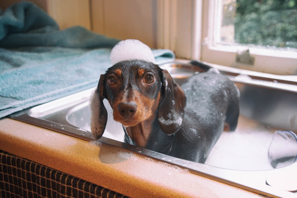 Cutest Dachshund Photos