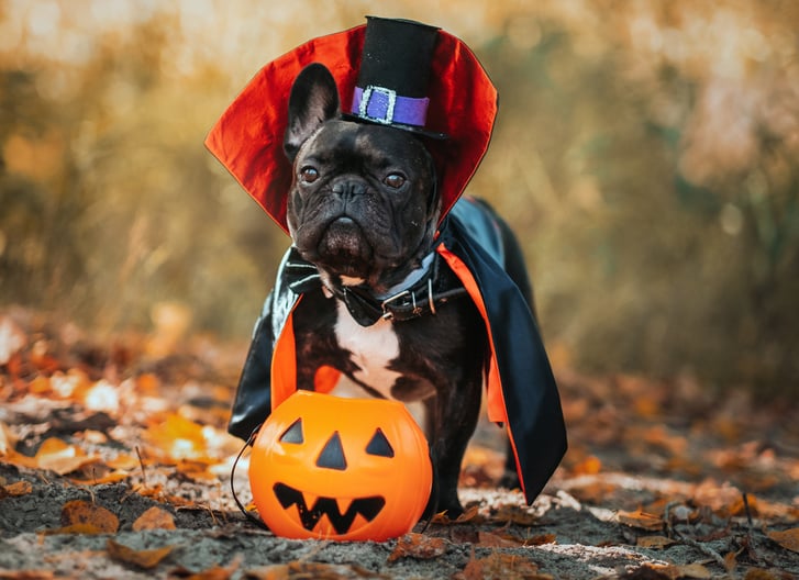 Dog Halloween Costume  Pet halloween costumes, Cute dog halloween