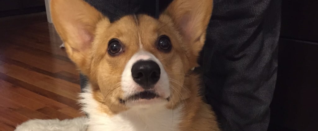 Cute Corgi Pictures