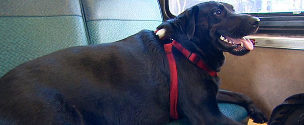 Dog Takes the Bus to the Dog Park All by Herself