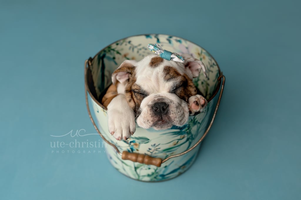 Newborn English Bulldog Puppy Photos For Valentine's Day