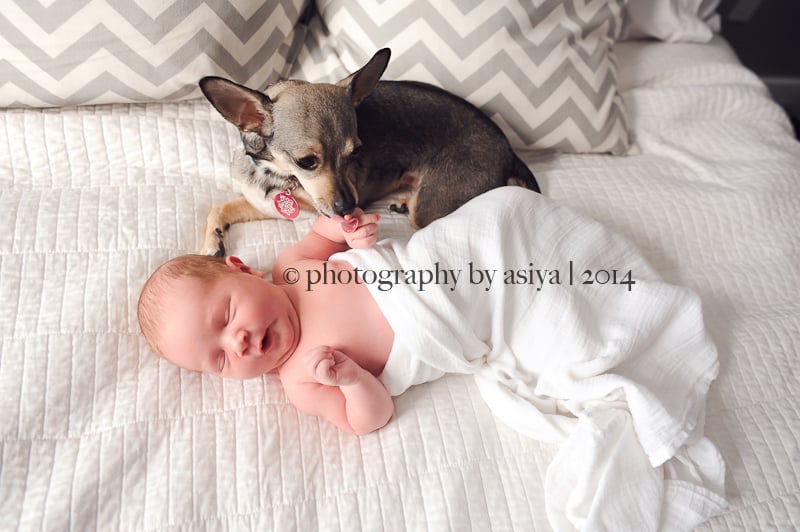 Adorable Newborn and Pet Photos