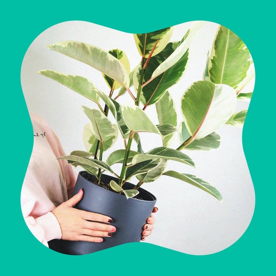 Houseplant Tips and Tricks For Beginners