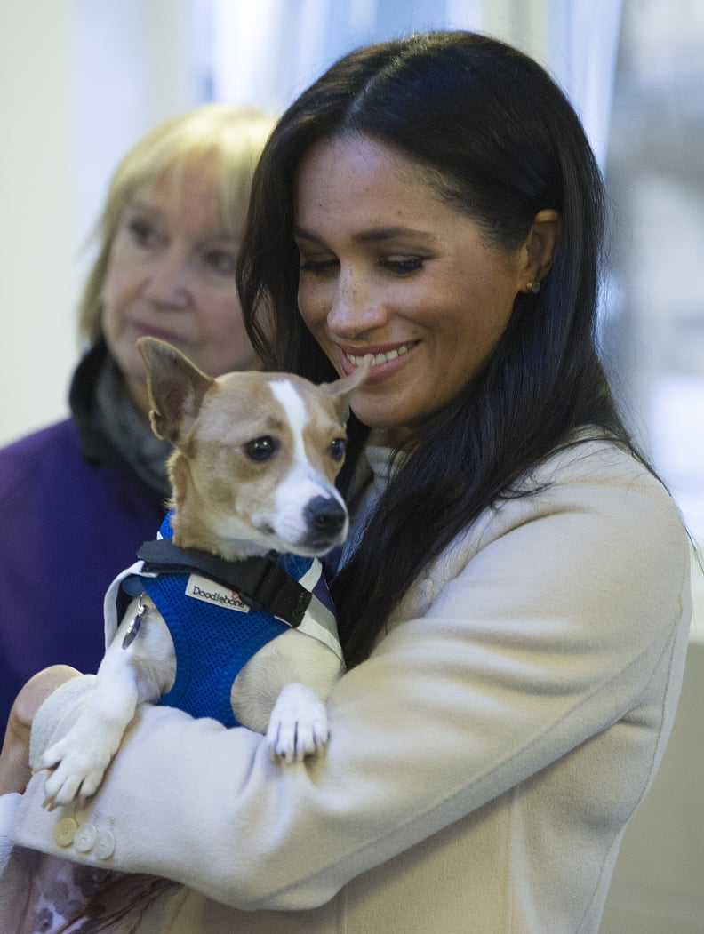 LONDON, ENGLAND - JANUARY 16:  Meghan, the Duchess of Sussex meets a Jack Russell called 