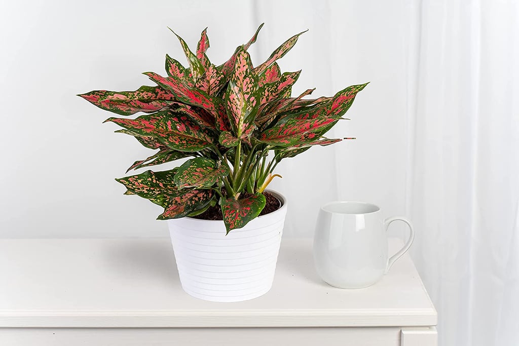 Costa Farms Ficus Lyrata, Little Fiddle Bambino Indoor Plant
