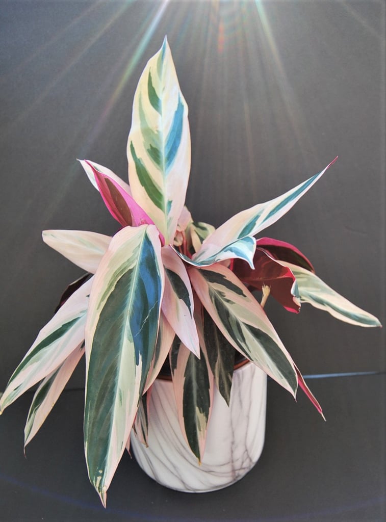 Stromanthe Sanguinea Tricolor