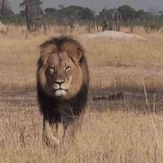 Cecil the Lion Killed