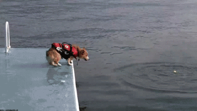18ac3c546ae8921d_giphy-22.gif