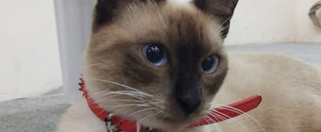 Leon the Cat Becomes a Lawyer After People Complained