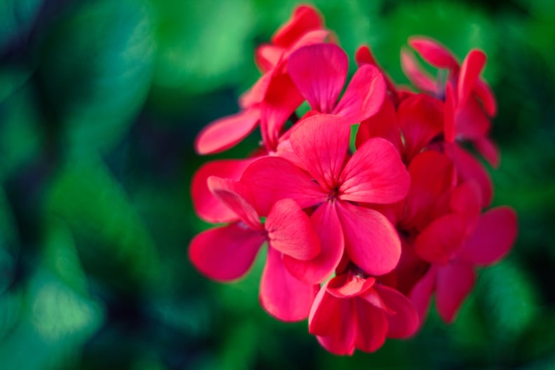 Rose-Scented Geranium