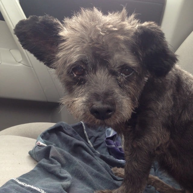Dying Dog Is Adopted