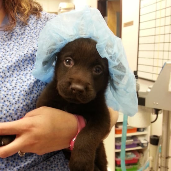 Rescued Puppy With Cleft Palate