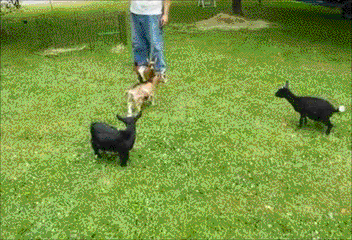 Don't mess around with goats.