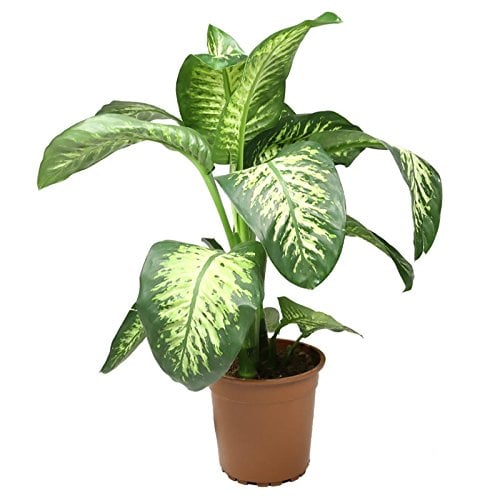 Dieffenbachia