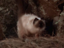 All the While, Sassy Is Like, "Where's My Fancy Feast?"