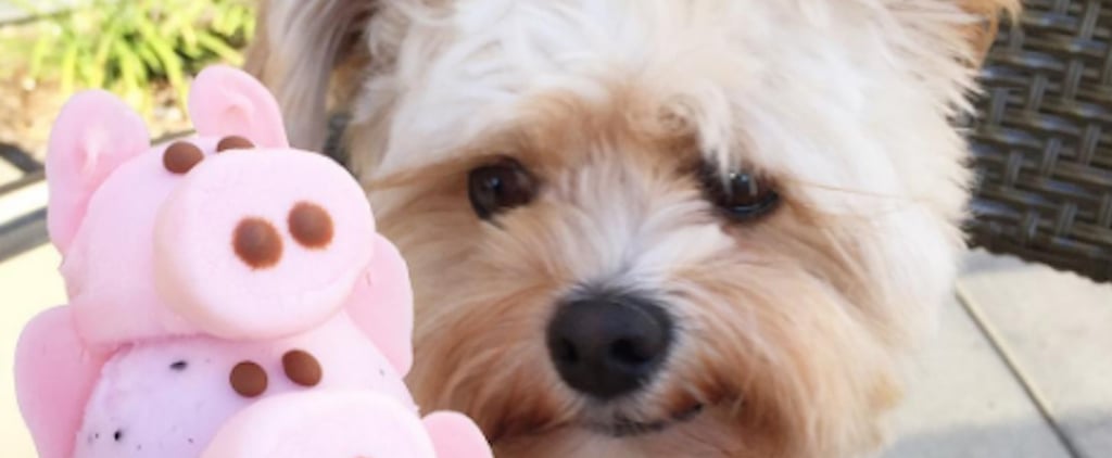 Popeye the Foodie Instagram Star