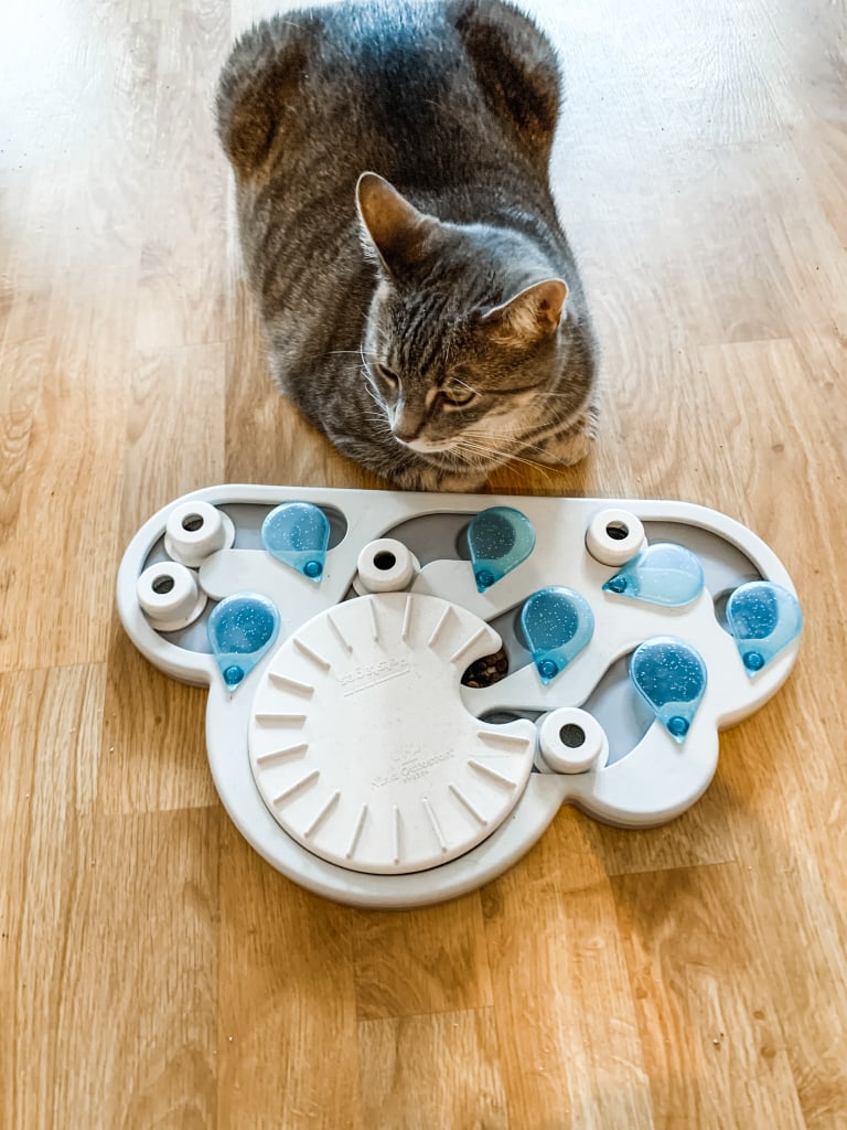 Cat Slow-Feeder Puzzle Review | PetStages Rainy Day